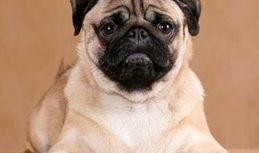 内蒙巴哥爆料最新消息新闻